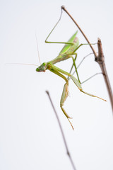 カマキリ