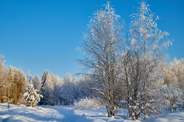Winter landscape with forest and field in a sunny day