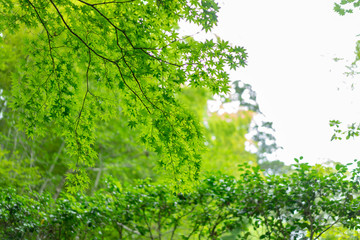 松島の円通院のお庭