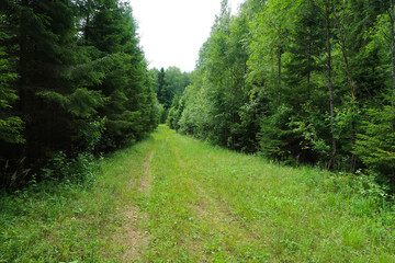 Obraz premium Image of the forest trail. Hiking morivational photo. Russian nature forest landscape