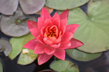 Lilie wodne Lovely water lily among green leaves © Anna