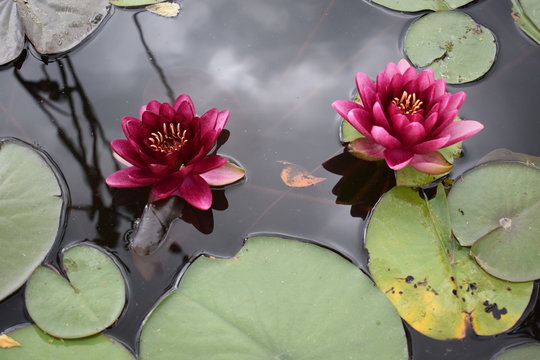 Lilie wodne różowe kwiaty na wodzie Pink water lily among green leaves on water clouds seen
