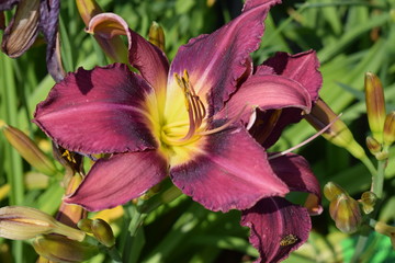 Liliowce bordowe