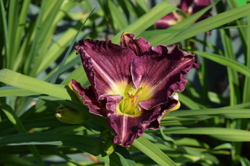 Liliowce bordowe