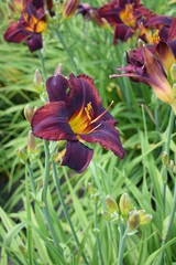 Liliowce bordowe