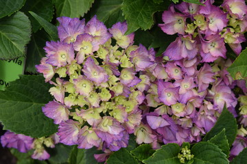 Hortensje w odcieniech różu © Anna