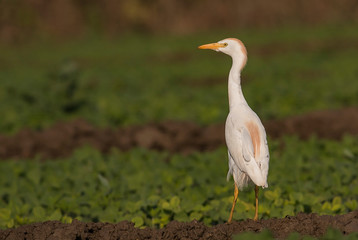 Cattle Egret hunting in the arable land