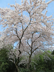 white cherry tree in blossom with blue sky in background