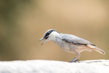 Western Rock Nuthatch sitting on stone