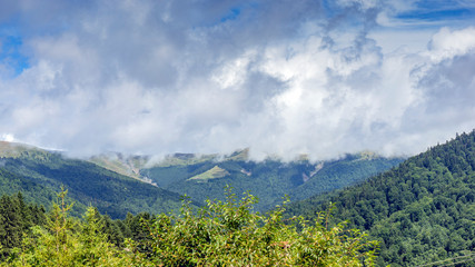 Forested mountain slope in low lying cloud with the evergreen conifers shrouded in mist in a scenic landscape view