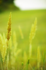  field plants on a blurred background of greenery with rays of light