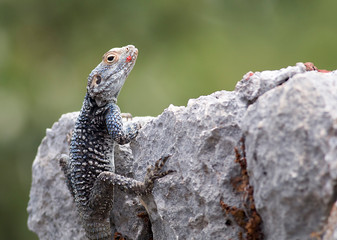 Agama lizard sitting on sunny stone