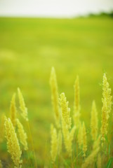  field plants on a blurred background of greenery with rays of light