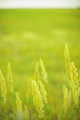  field plants on a blurred background of greenery with rays of light