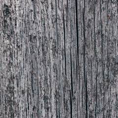 old wood texture closeup