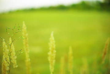  field plants on a blurred background of greenery with rays of light