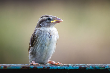Young carefree sparrow on a blurred background_