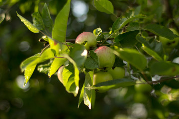 apples ripened on branch of  Apple tree in  garden