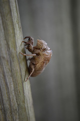 Insect Molting 