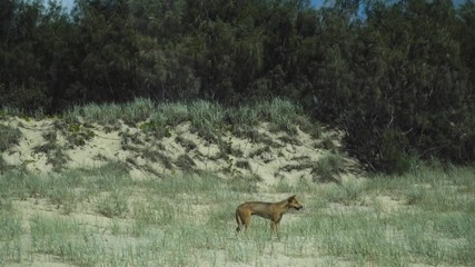 A Dingo looking for food on the Beach on Fraser Island, Australia off the coast of Queensland in slow motion