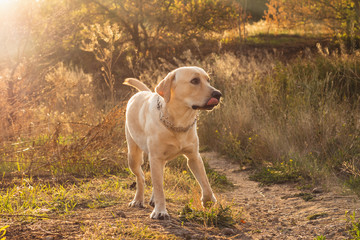 Energetic labrador retriever young dog playing with his owner at the park on the beautiful orange sunset. Playing pets, home animals concept.  