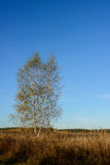 lonely birch tree