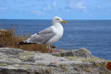 Fototapeta na wymiar Herring gull (goéland argenté), larus argentatus. Ouessant island, France