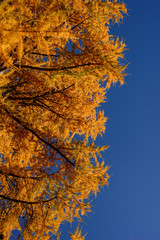 yellow larch against blue sky