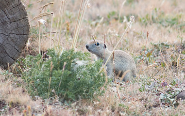 Naklejka na ściany i meble Anatolian ground squirrel sitting on the ground hole