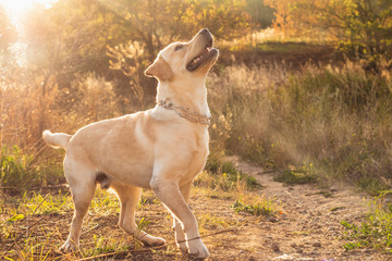 Energetic labrador retriever young dog playing with his owner at the park on the beautiful orange sunset. Playing pets, home animals concept.  