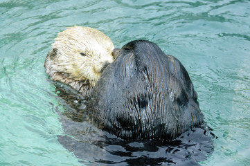 Loutre du Canada