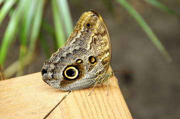 Papillon camouflage