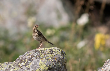 Tree Pipit bird sitting on stone