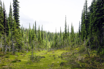 Mont-Revelstoke, Canada 4