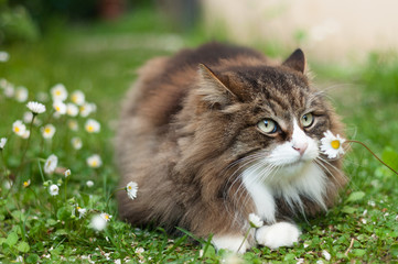 fluffy cat on a lawn among some daisies. looks like he's sniffing a daisy