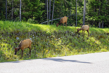 Wapitis sauvage du Canada