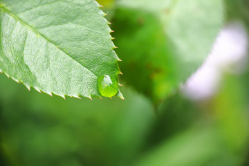 drop of water on leaves in the forest