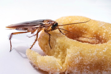 cockroach eat donuts on a white background.