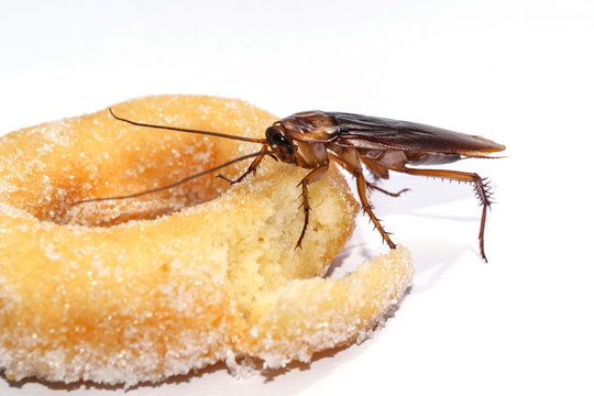 cockroach eat donuts on a white background.