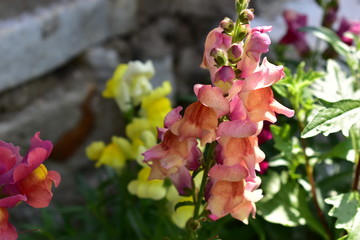 Flowers snapdragons or antirrhinum (lat. Antirrhínum) refers to Plantain.