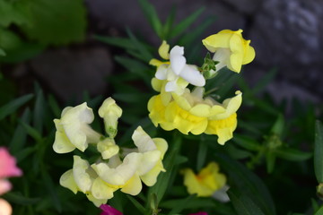 Flowers snapdragons or antirrhinum (lat. Antirrhínum) refers to Plantain.