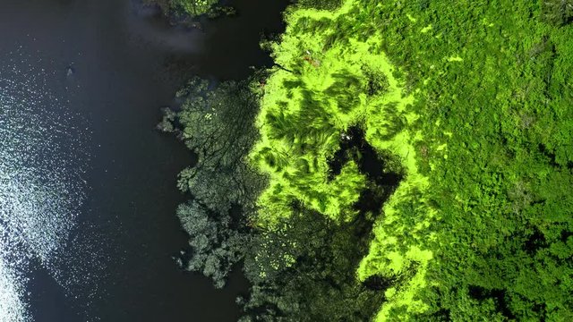 Top view of green algae on the lake, aerial view