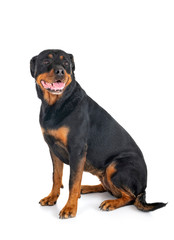 Obraz premium rottweiler in studio