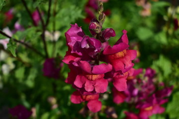 Flowers snapdragons or antirrhinum (lat. Antirrhínum) refers to Plantain.
