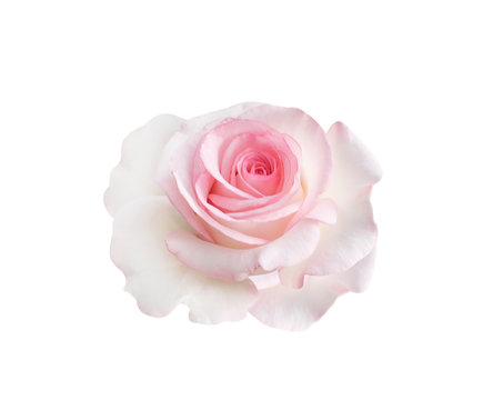 Close up single sweet fresh pink rose flowers head blooming isolated on white background with clipping path , beautiful natural patterns
