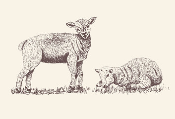 Baby Sheep, Lamb silhouette for print, poster for Butchery meat shop, Isolated vector hand-drawn small sheep, grey background