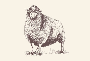 Sheep, Lamb silhouette for print,  poster for Butchery meat shop, Isolated vector hand-drawn sheep, grey background