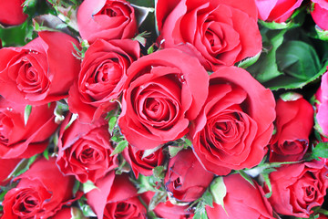 Colorful red bud roses flowers blooming with water drops patterns and green leaf , nature valentine background top view