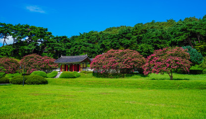 광주광역시 포충사의 배롱나무꽃