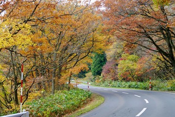 Fototapeta premium 《R105沿いの紅葉》秋田県由利本荘市